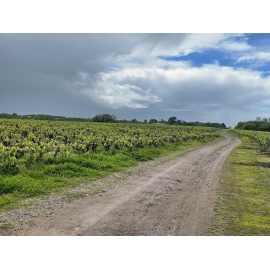 PINRB 14 - Vignobles et Salines - Pistes Natures